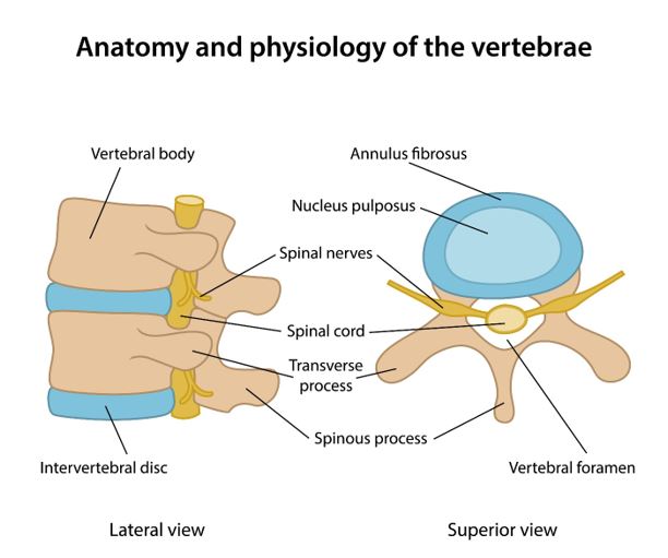 Diagram of a human spine, showing the vertebrae, spinal cord, and intervertebral disc