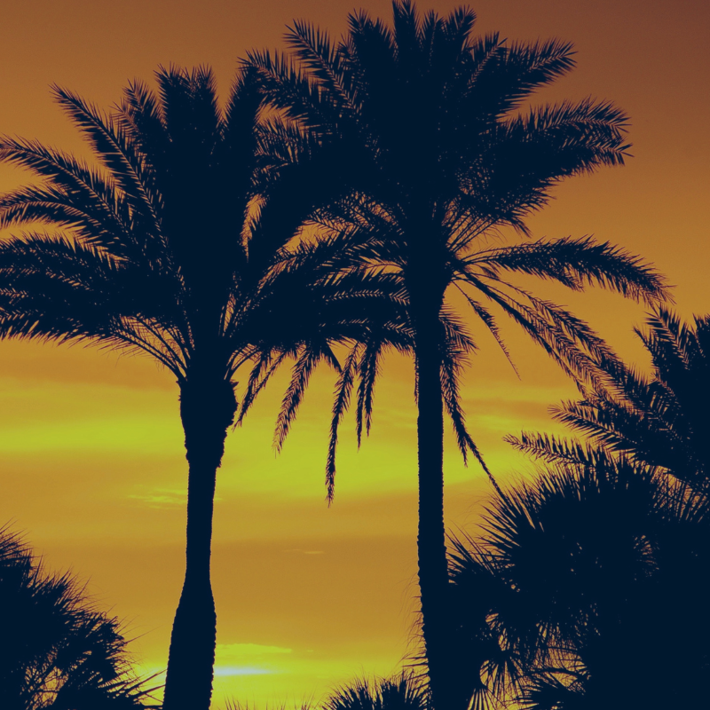 Donate One time to APDA Floida - Image of Florida Palm Trees