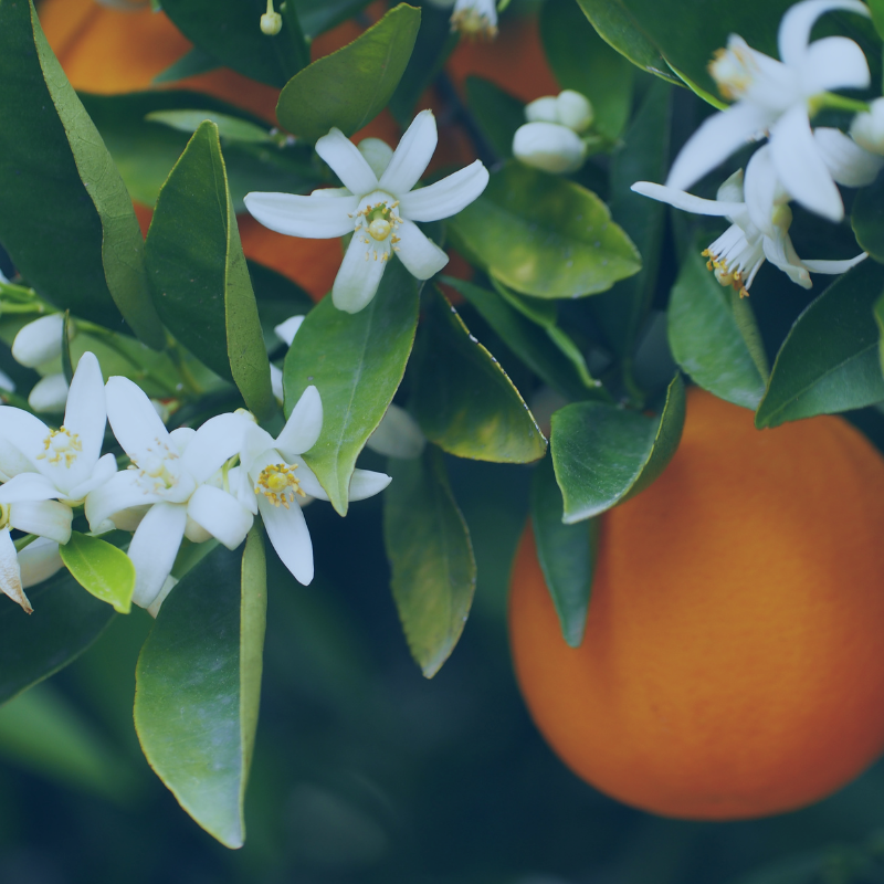 Donate Monthly to APDA Floida - Image of Florida orange blossoms