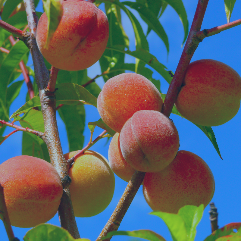 Give Monthly to the APDA Georgia  - Image of Georgia Peaches.