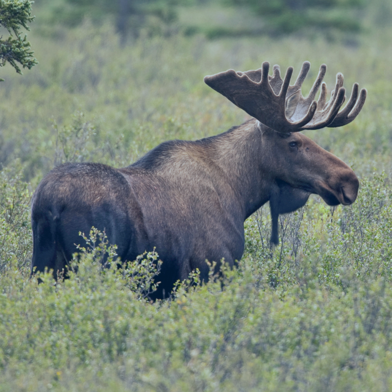 Give a monthly donation to the APDA Northwest Chapter.  Image of a moose in Alaska