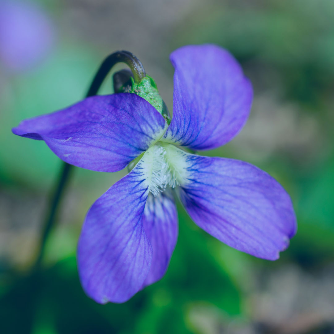 Give a donation in memory or as a Tribute.   Image of a Rhode Island Flower