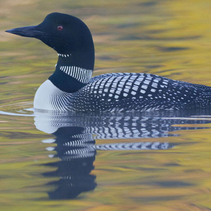 One time donation to the APDA Minnnesota Chapter - Image of the MN state bird, the loon