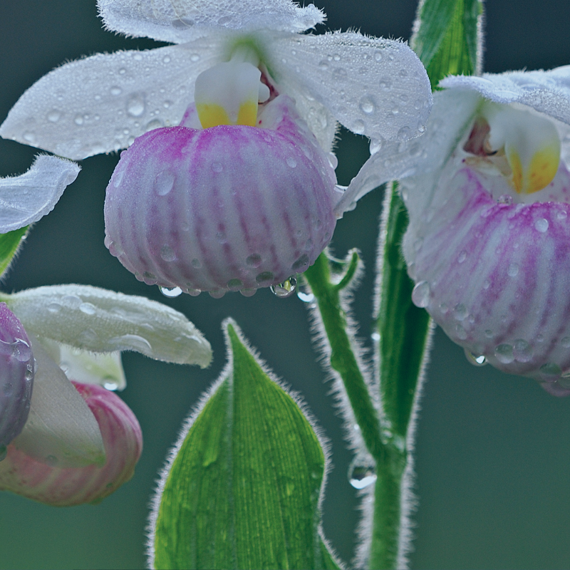 Make a memorial or tribute gift to the APDA Minnesota Chapter - Image of the Minnesota State Flower, the Pink and white lady’s slipper