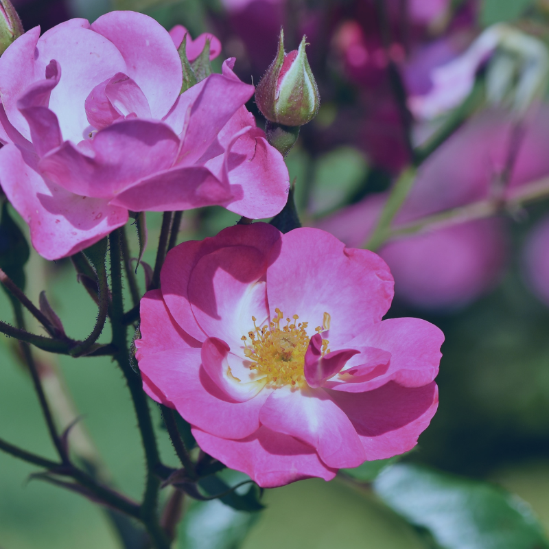 Give a tribute donation to the APDA Iowa chapter -  Image the Iowa State flower, a prairie rose