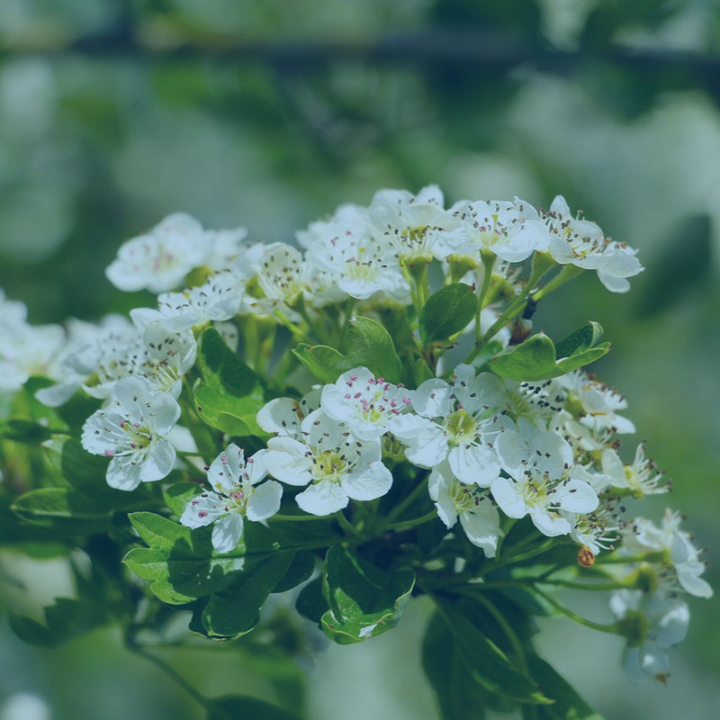 Give a monthly donation to APDA Missouri