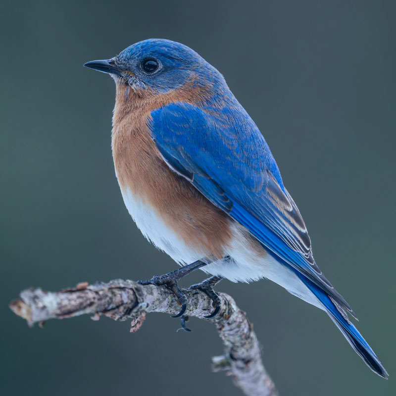 Give a memorial/tribute donation  to APDA Missouri